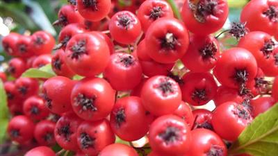 Pyracantha